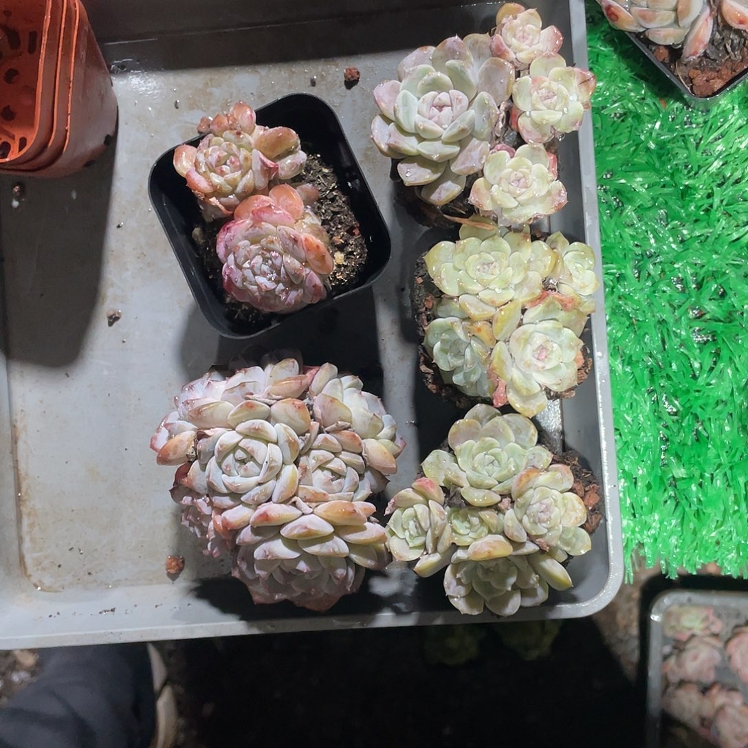 江***花我要看电影啦好爱他