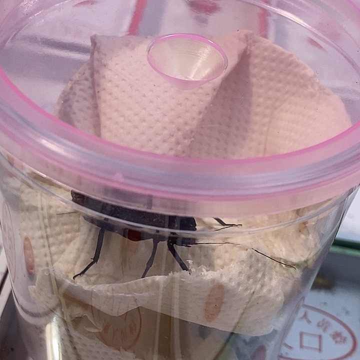 l***6蟋蟀蝈蝈我在外面吃饭呢