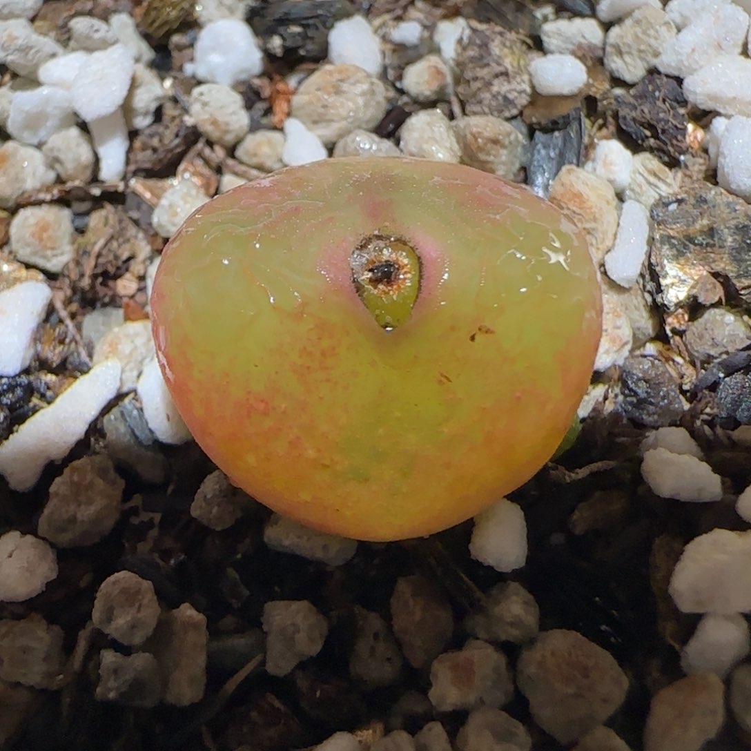 绑***咪肉锥多肉植物百科2-1623