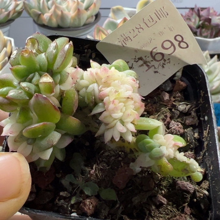 紫蝴蝶锦缀多肉植物1698