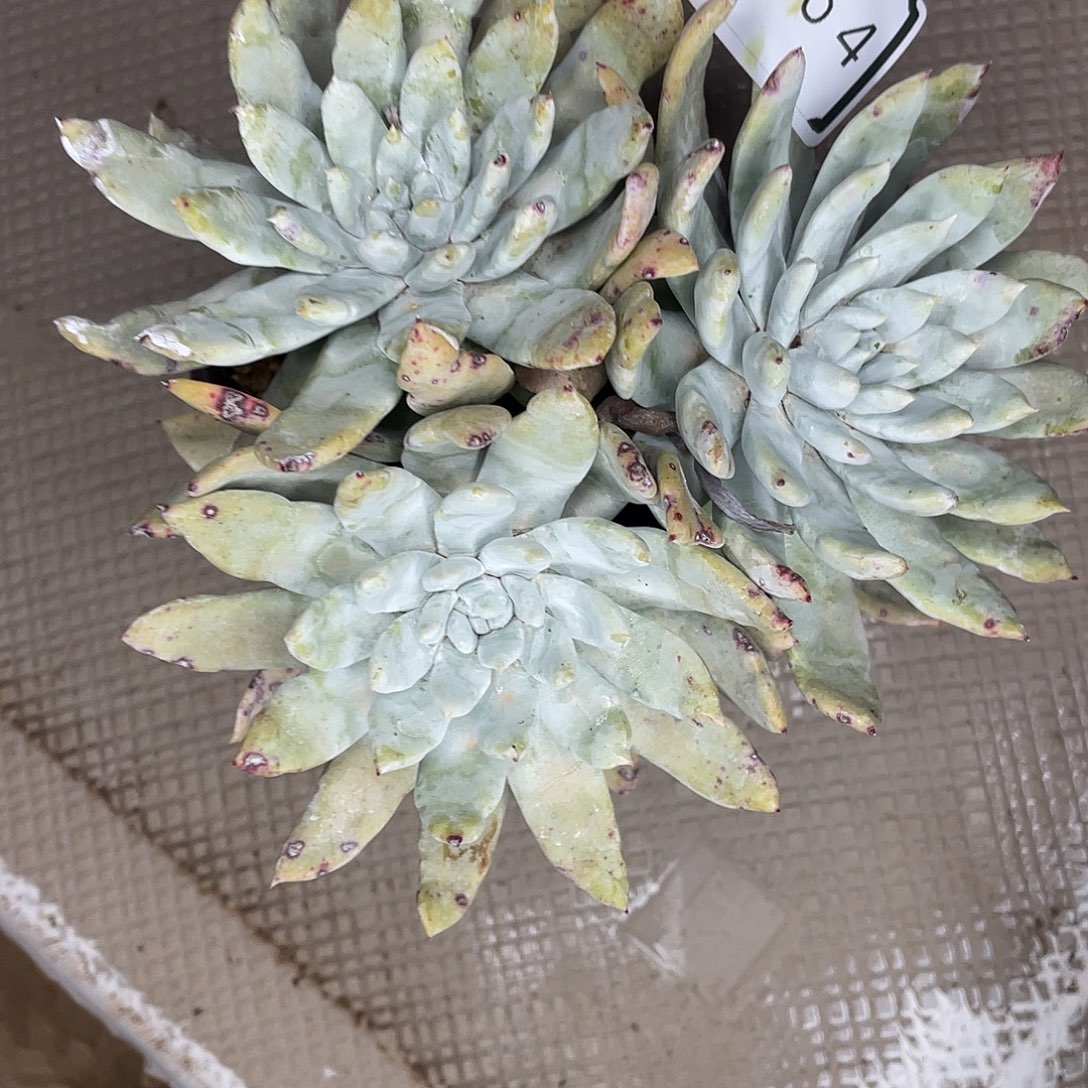 ^****t老桩多头群生10864