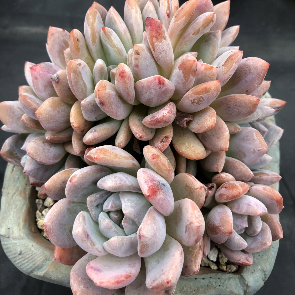 橙梦露朵朵缀无砍9头群