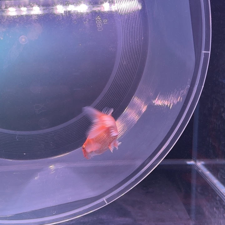 蝴蝶鲤鱼26号蝴蝶鲤