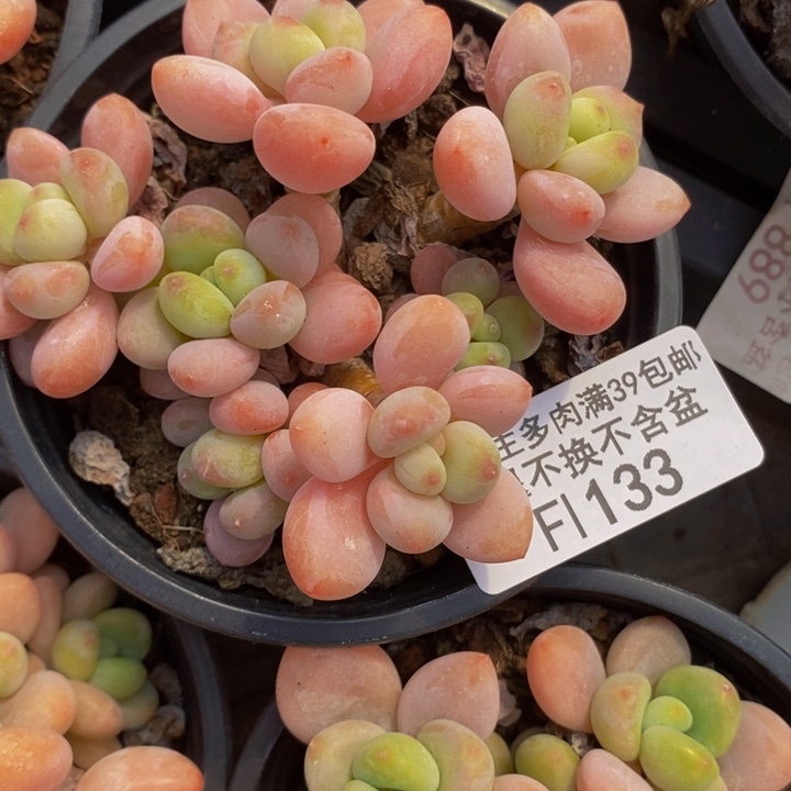 橘子香水洛神7cm133多肉植物