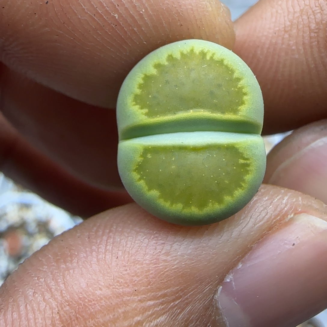 315 生石花大棚直播