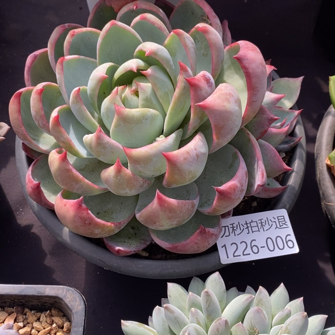 盛*两单包邮1226-6惊鸿仙子