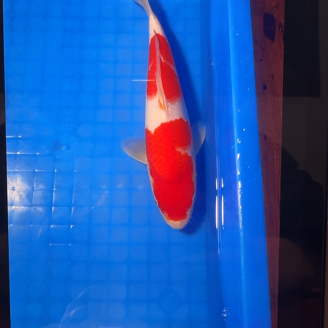 渔悦锦鲤四选滇红红白一尾