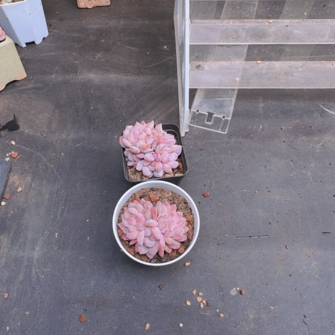 小**撞星影缀两颗脱土发货的