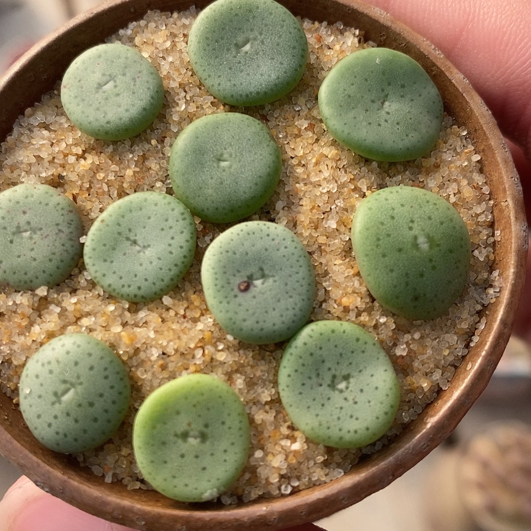 1887小酒杯一组。        