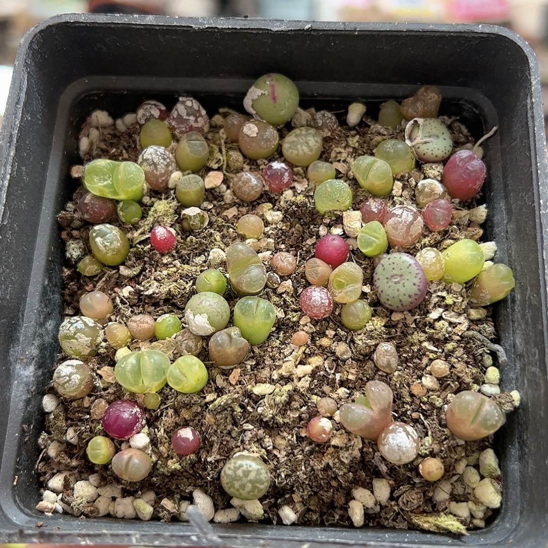 【闪购商品】279 肉锥混合