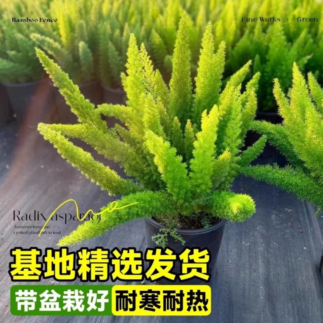 狐尾天门冬盆栽窗台阳台庭院耐热观叶植物四季常青多年生好养易活