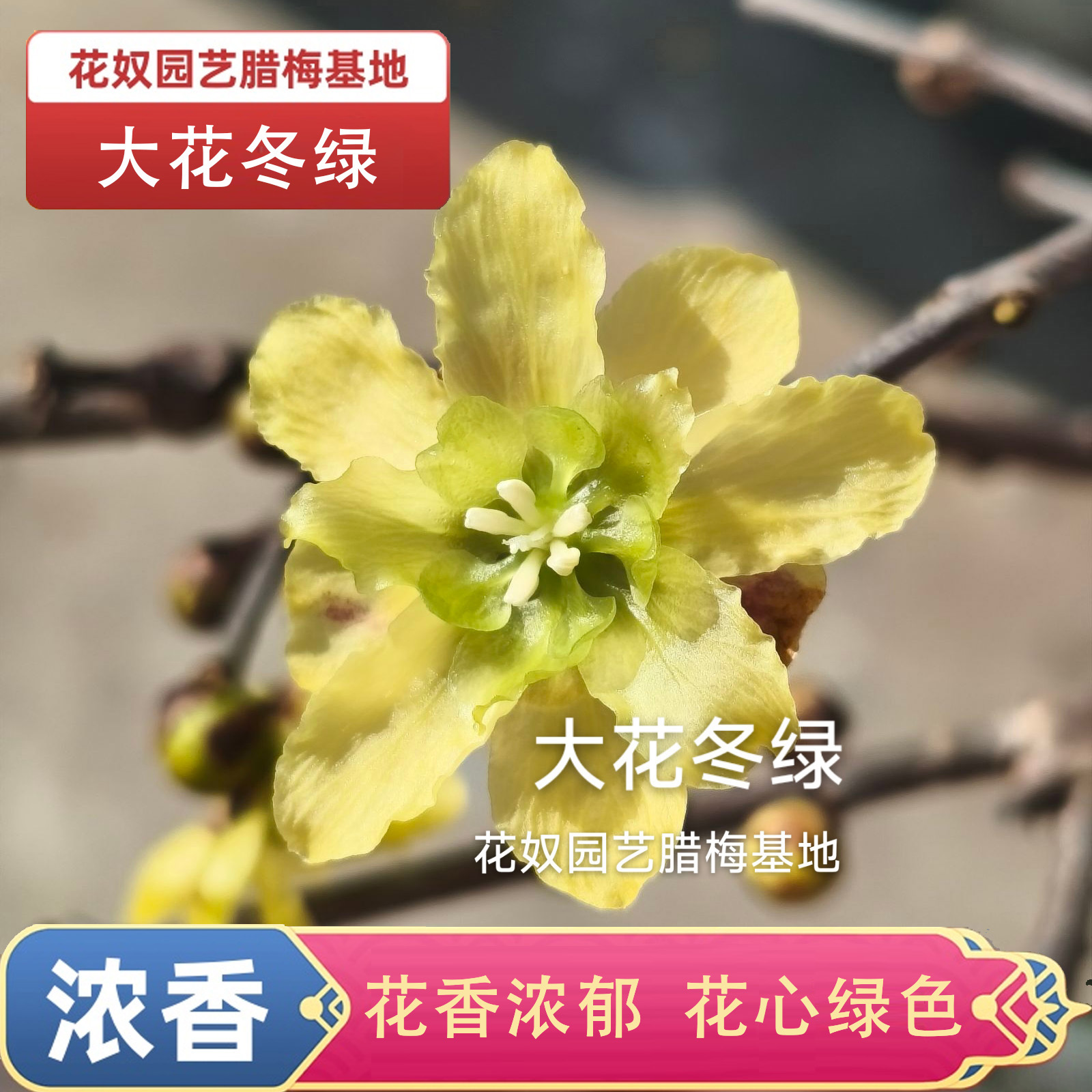 矮桩大花冬绿腊梅花树苗盆栽浓香花蕾绿色耐寒庭院鄢陵大花奴园艺