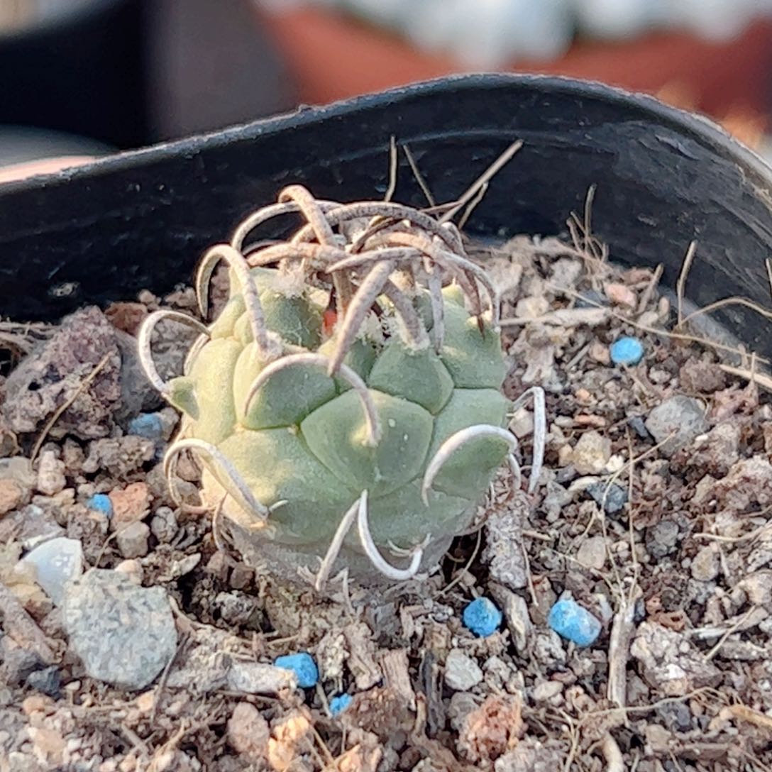 实生 升龙丸仙人球