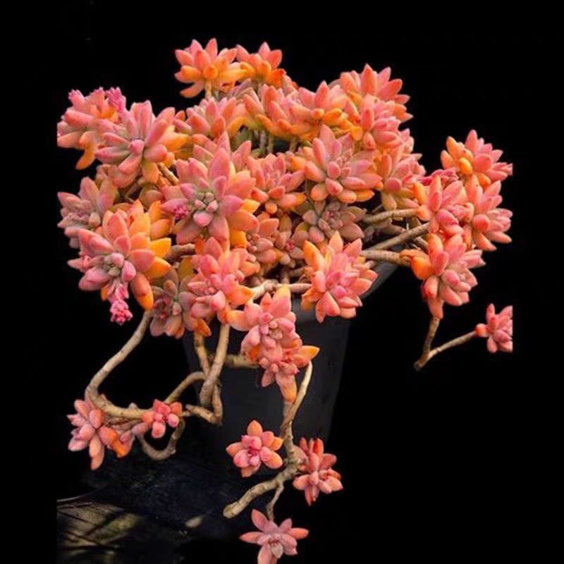 {老桩秋丽}  脱土发  新手好养活 室内外养 七姐多肉