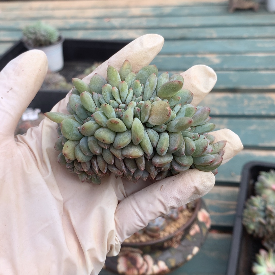 无花朵哈哈哈哈哈哈哈哈哈17