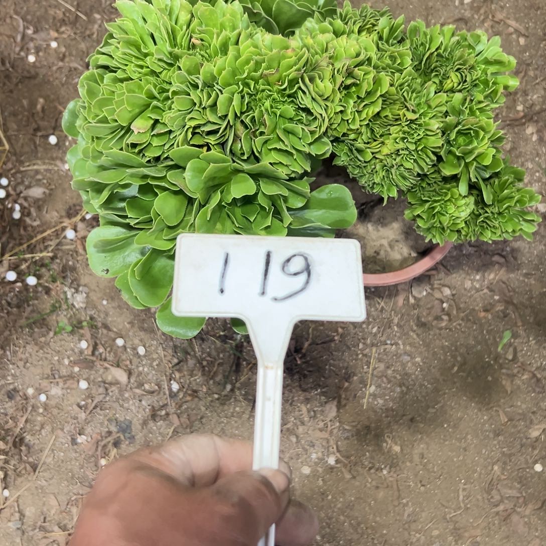 分***天多肉植物绿羊绒缀花119