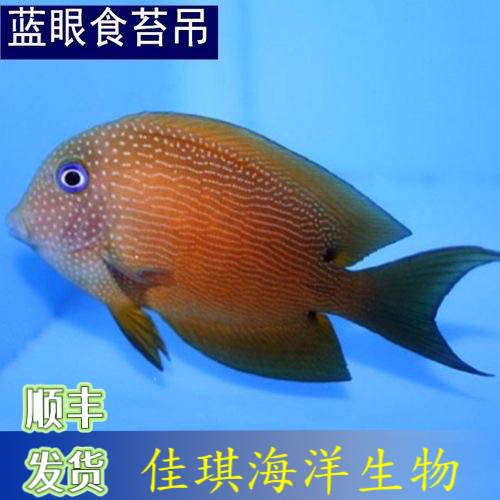 蓝眼食苔吊海水鱼啃藻能手定水检疫
