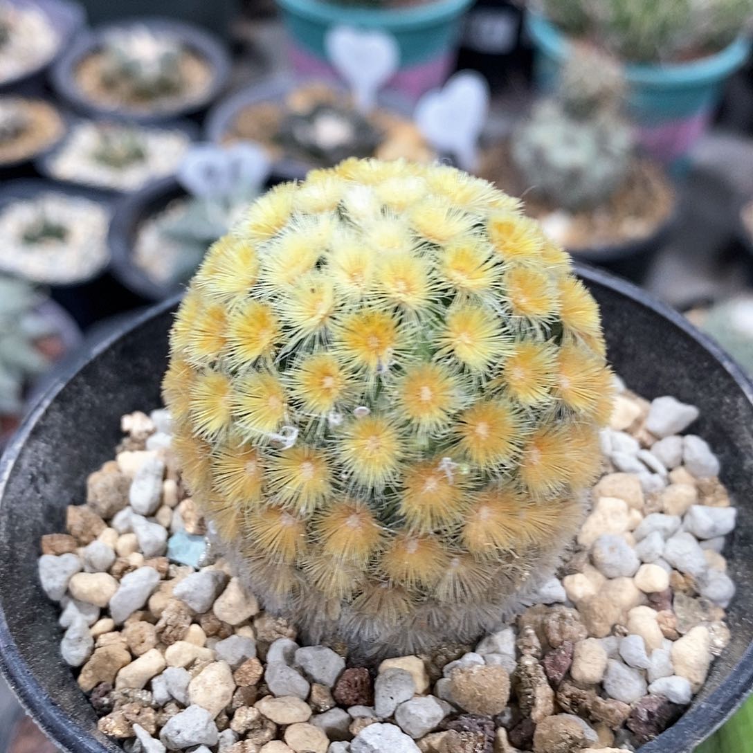 佛头嘉文丸仙人球