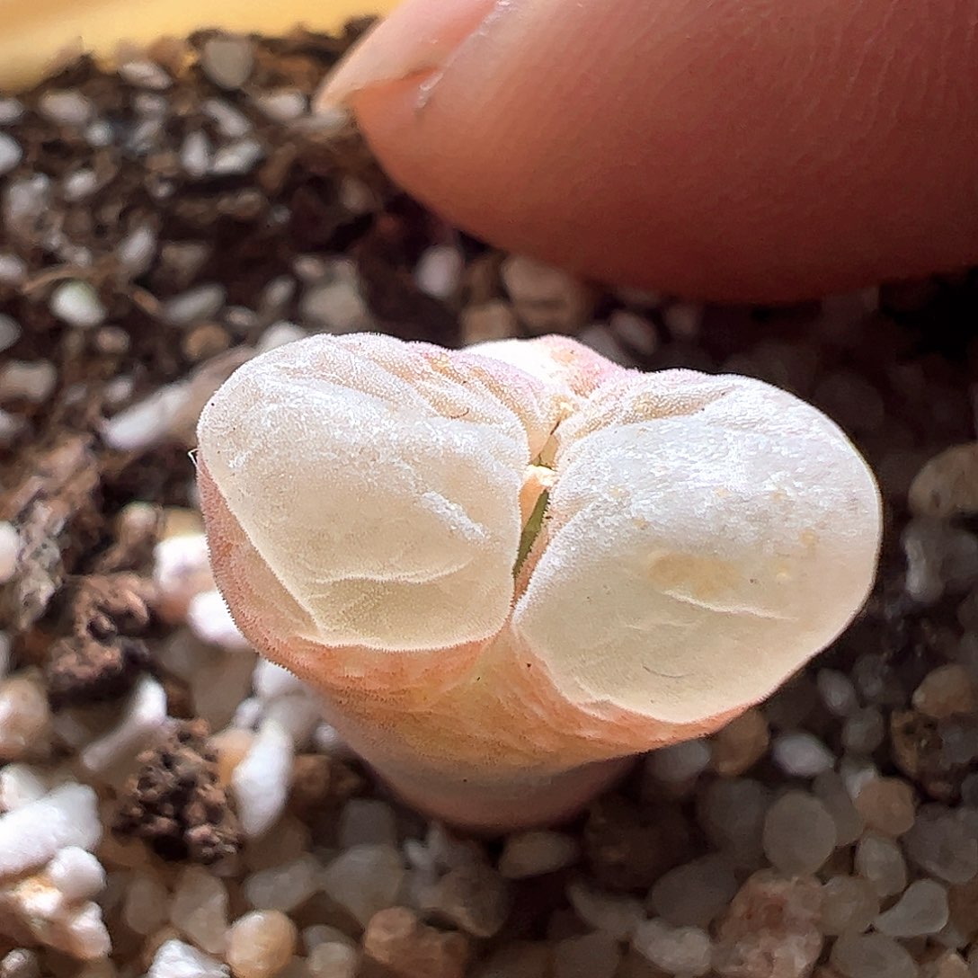 安格一颗。497。