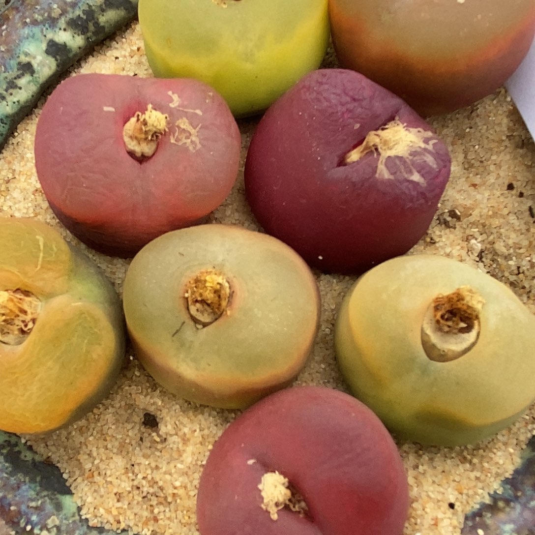 26139一组巨型大颗。 