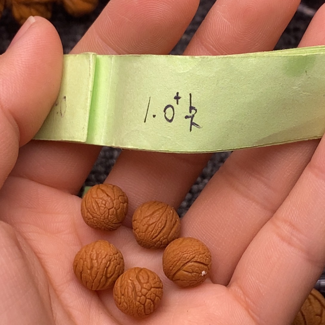 砚****哥秦岭山脉龙纹桃核 40