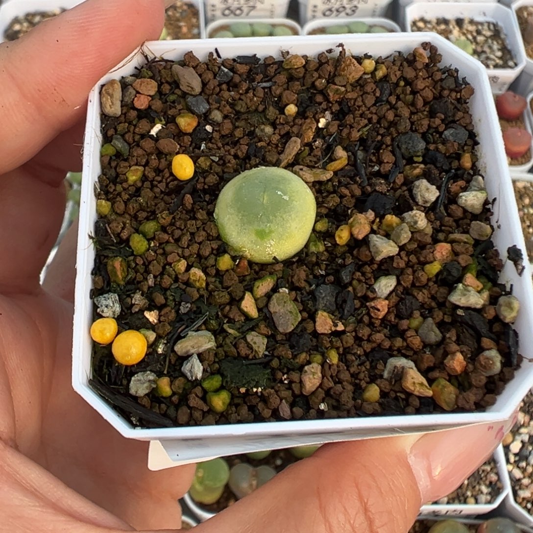 774拉登1.3裸根发货