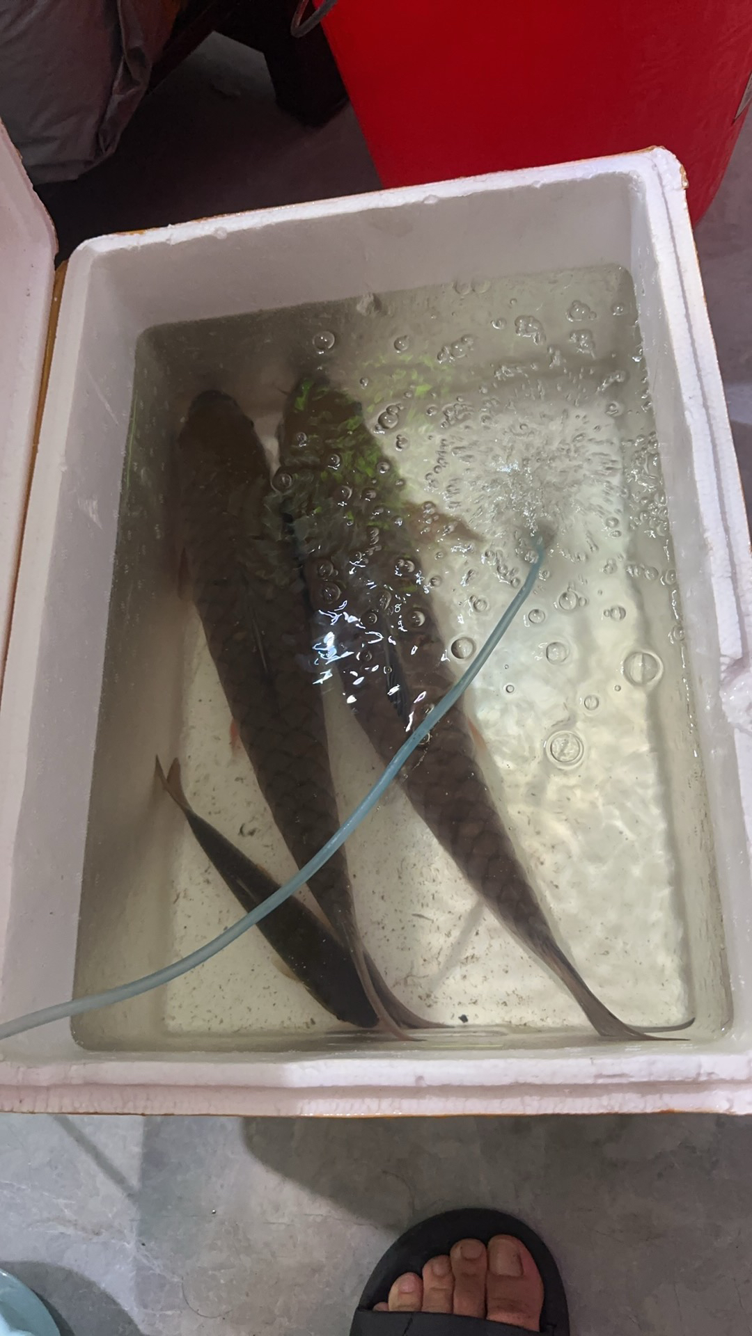 军鱼黄鳍军鱼冷水观赏鱼46cm以上三斤包邮包活