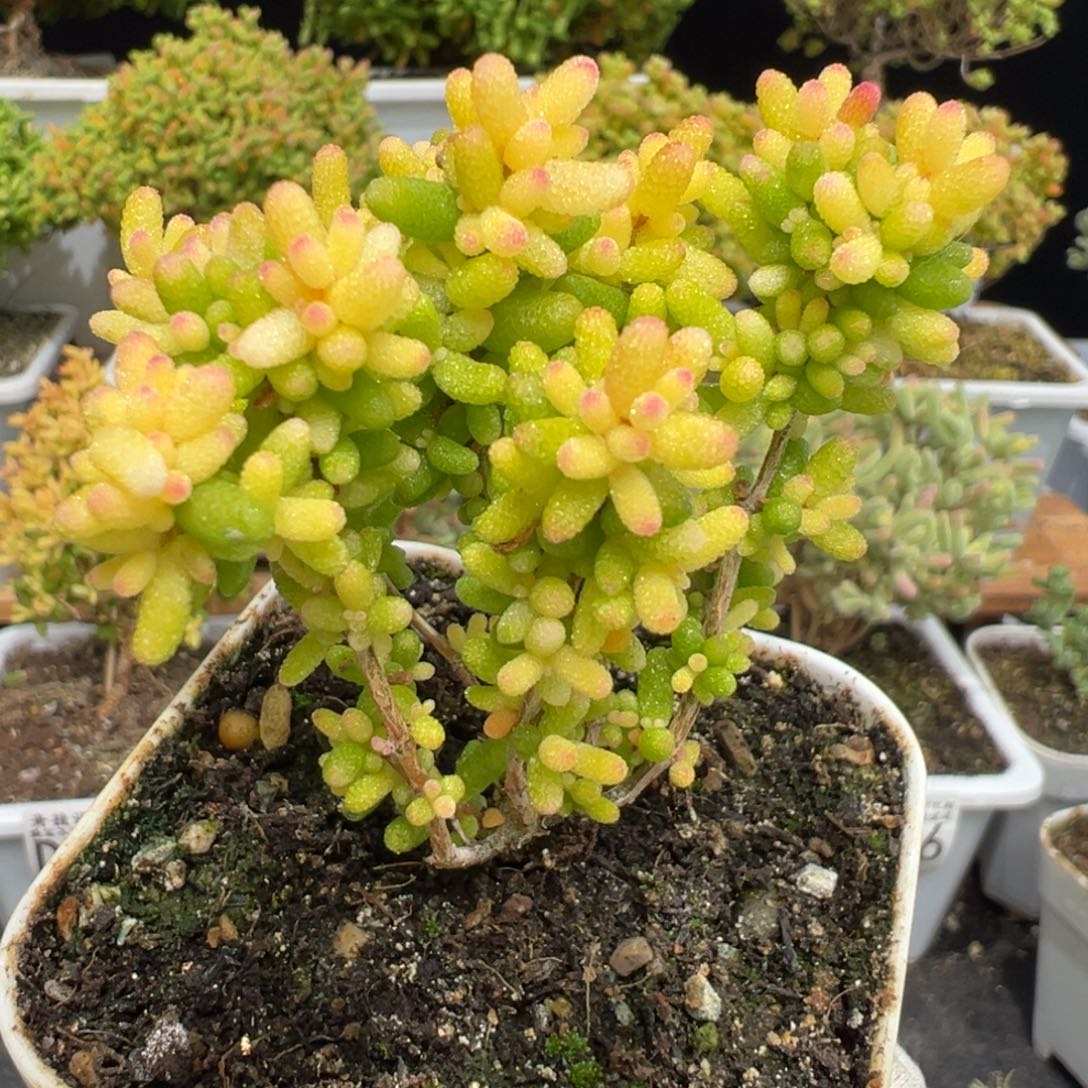 D7009糖球三号粉锦