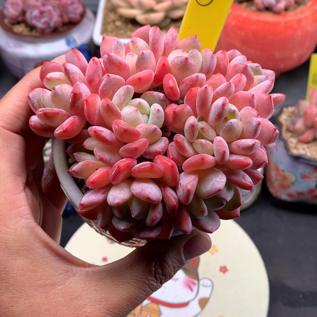 我们家的小仙女们