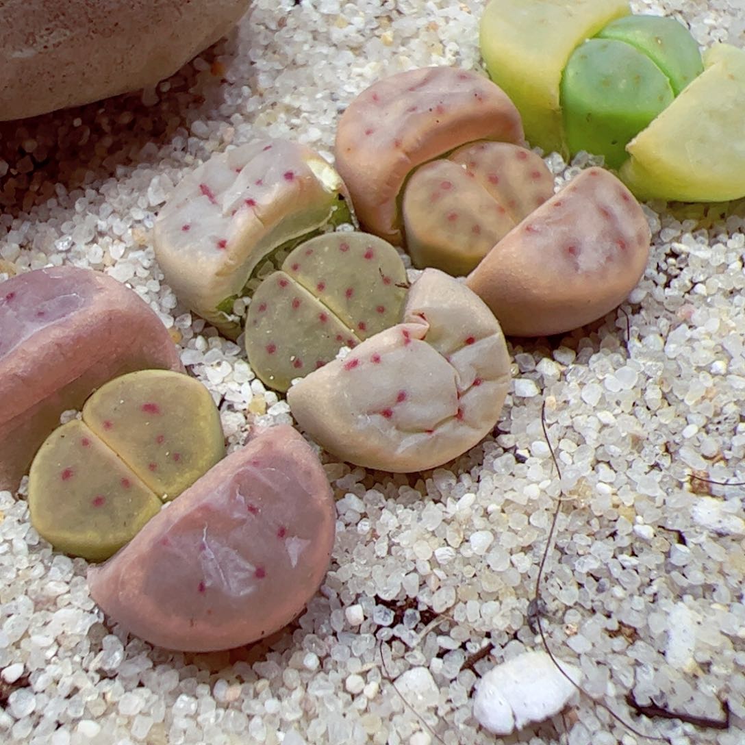 114 优秀的肉肉49