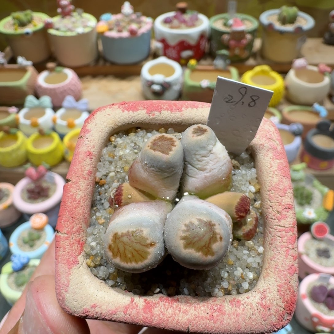 蘑菇1302菊怪多肉植物