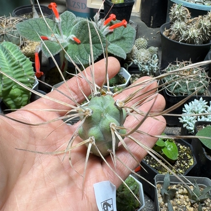 642枪骑兵无根侧芽