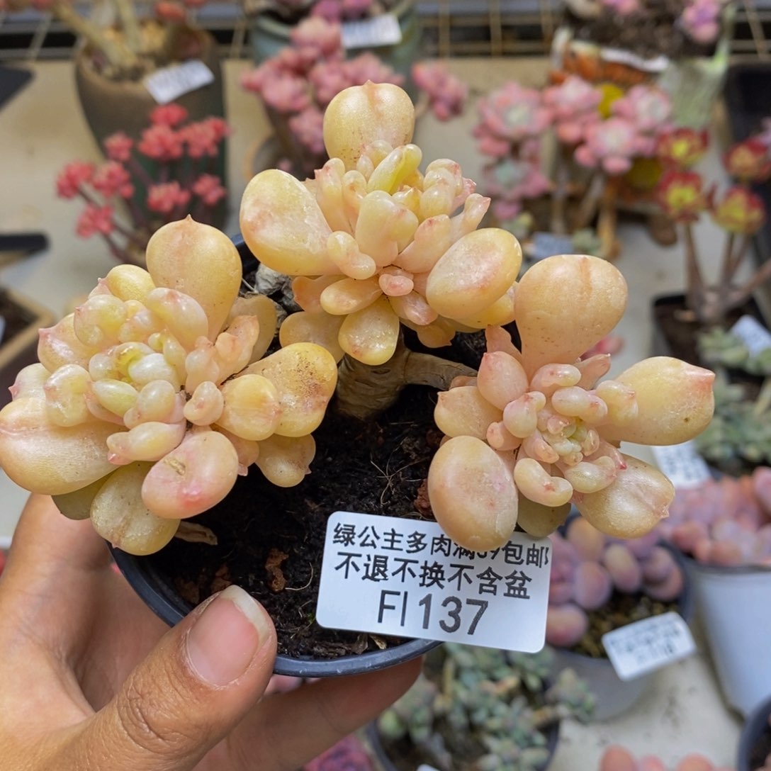 137比尔盖茨多肉7c m