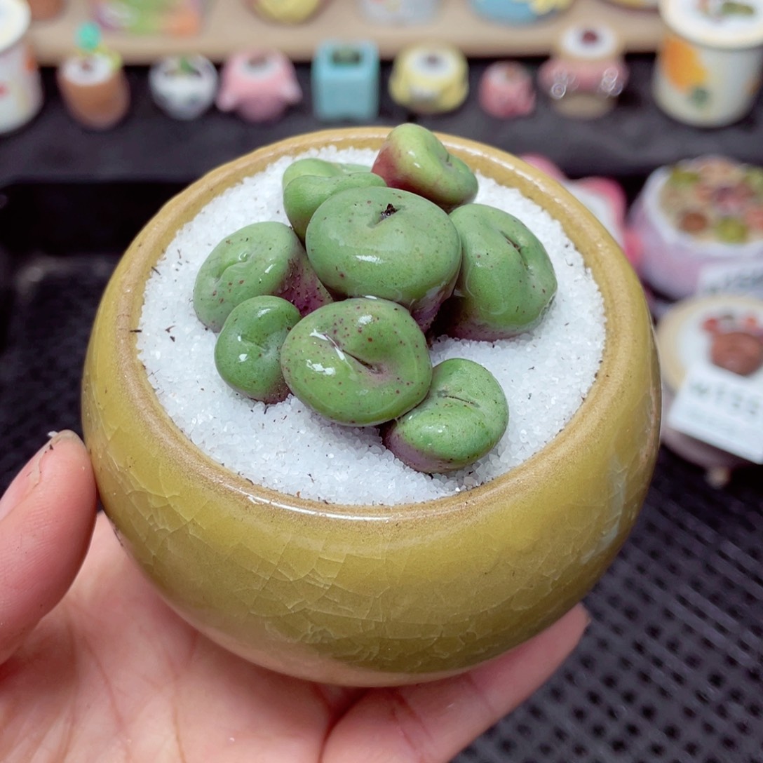 w1552 带盆土发货-零下地区拍保温箱