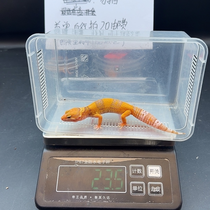 豹纹守宫橘白妹妹