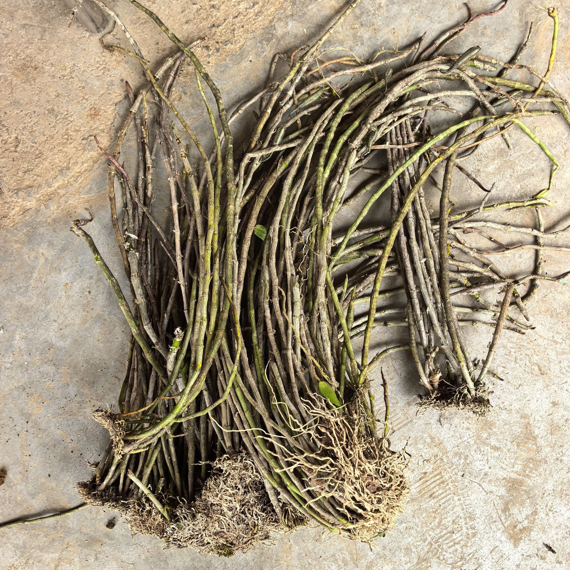 【铁皮石斛】月月推荐 云南紫皮石斛 新鲜、干货 滋补食用