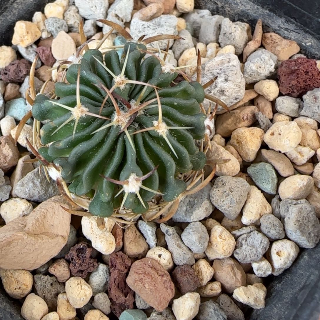 峰***c0503实生龙剑丸多肉2.4