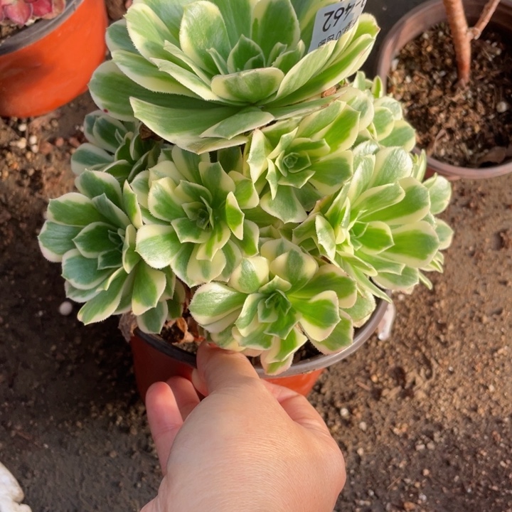 462迈巴赫多肉123456789