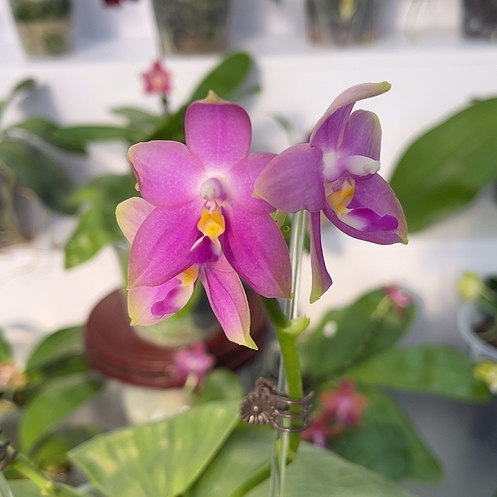 完全开放4.5寸杯BKH1919