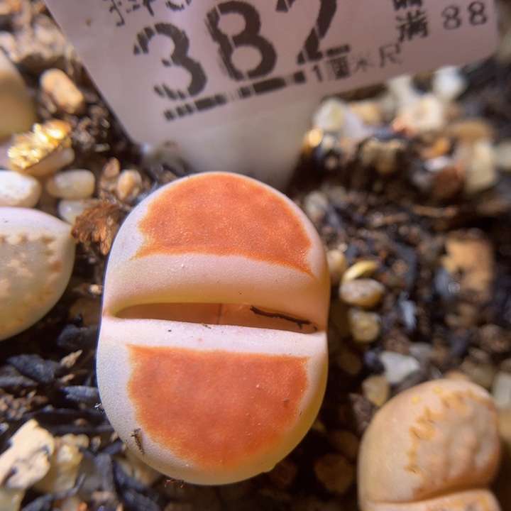 精品生石花313.382