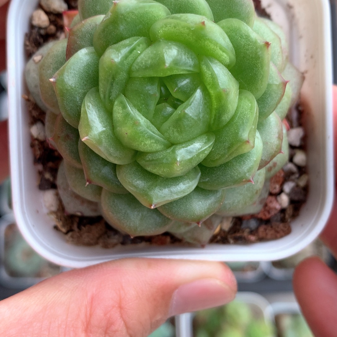 灯泡珍妮。    1号