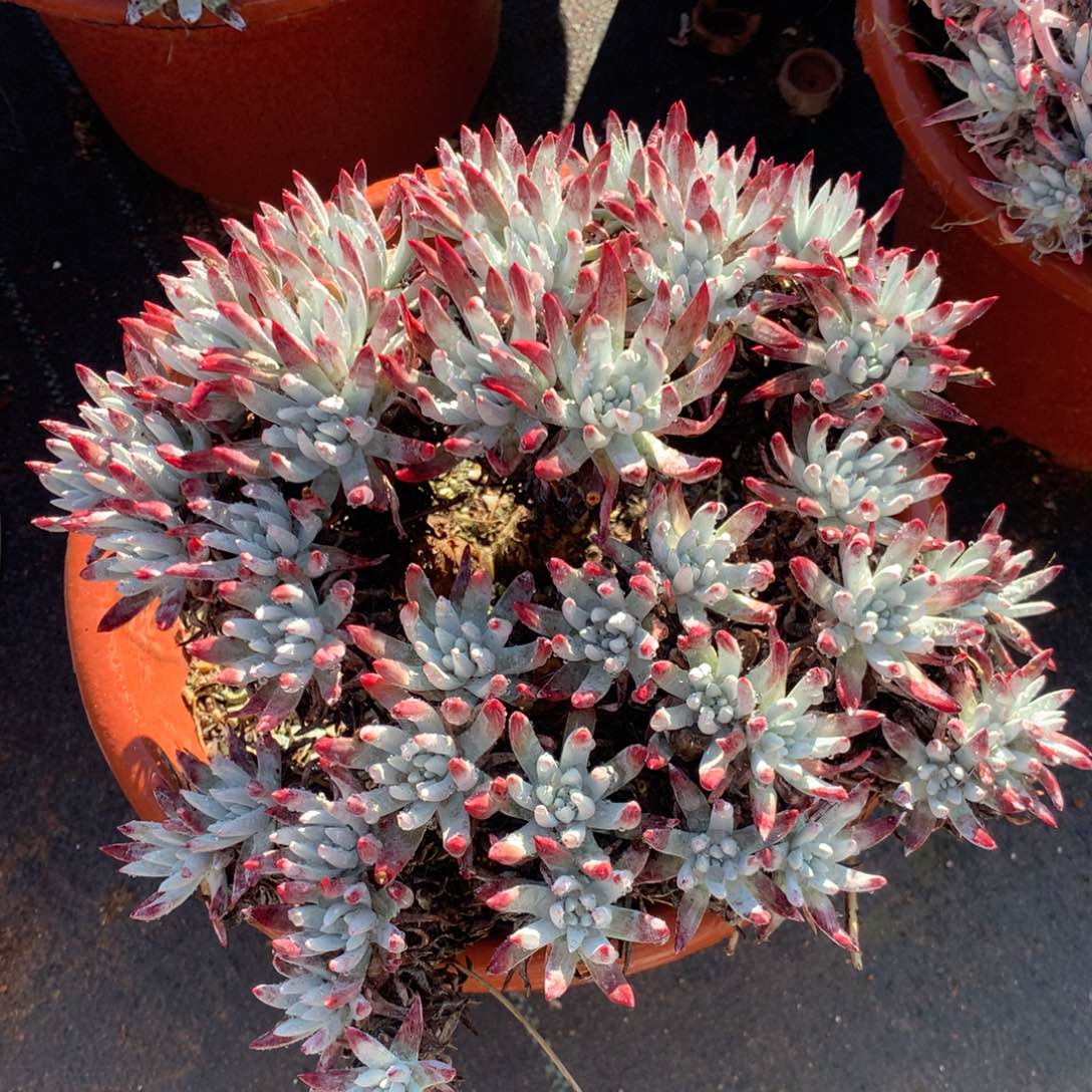 雪花，多肉植物啦啦啦