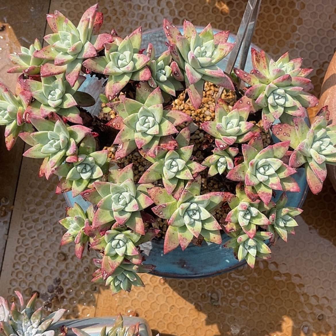 【闪购商品】苹果叶个体