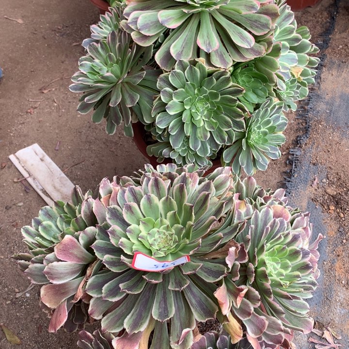 不包损595号水粉2个