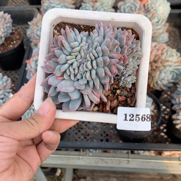 知***福12568缀嗯嗯嗯嗯嗯嗯好喜欢