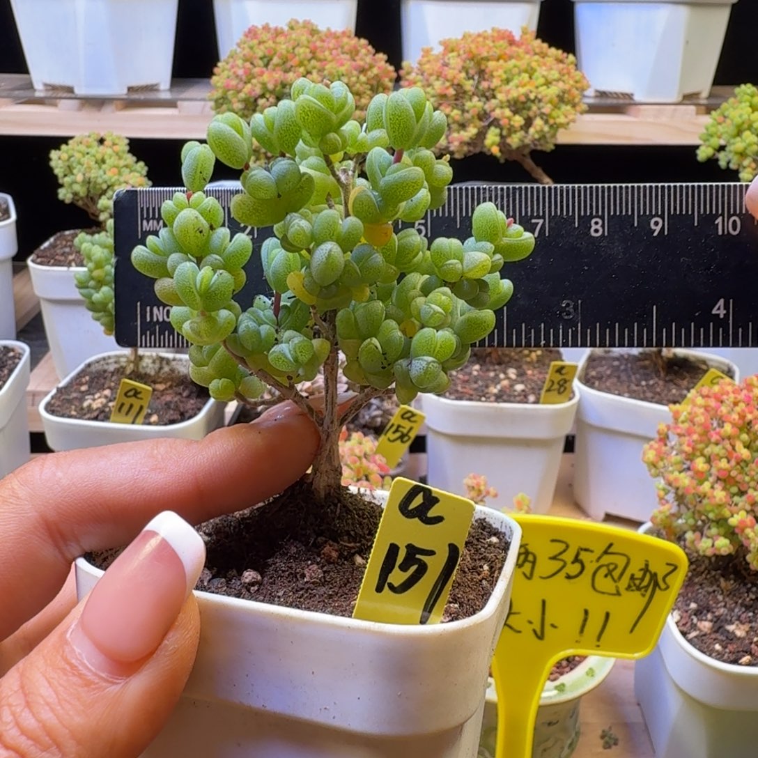 a151号元宝冠服6厘米左右