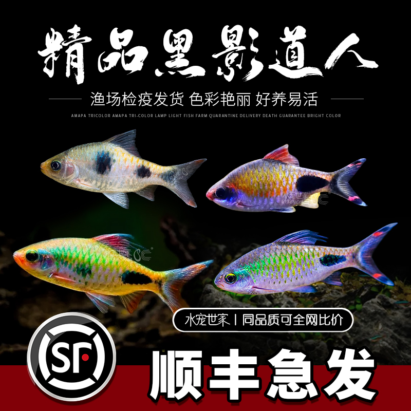 黑影道人鱼群游之王水草缸热带耐活彩虹小型群游鱼活体一眉道人