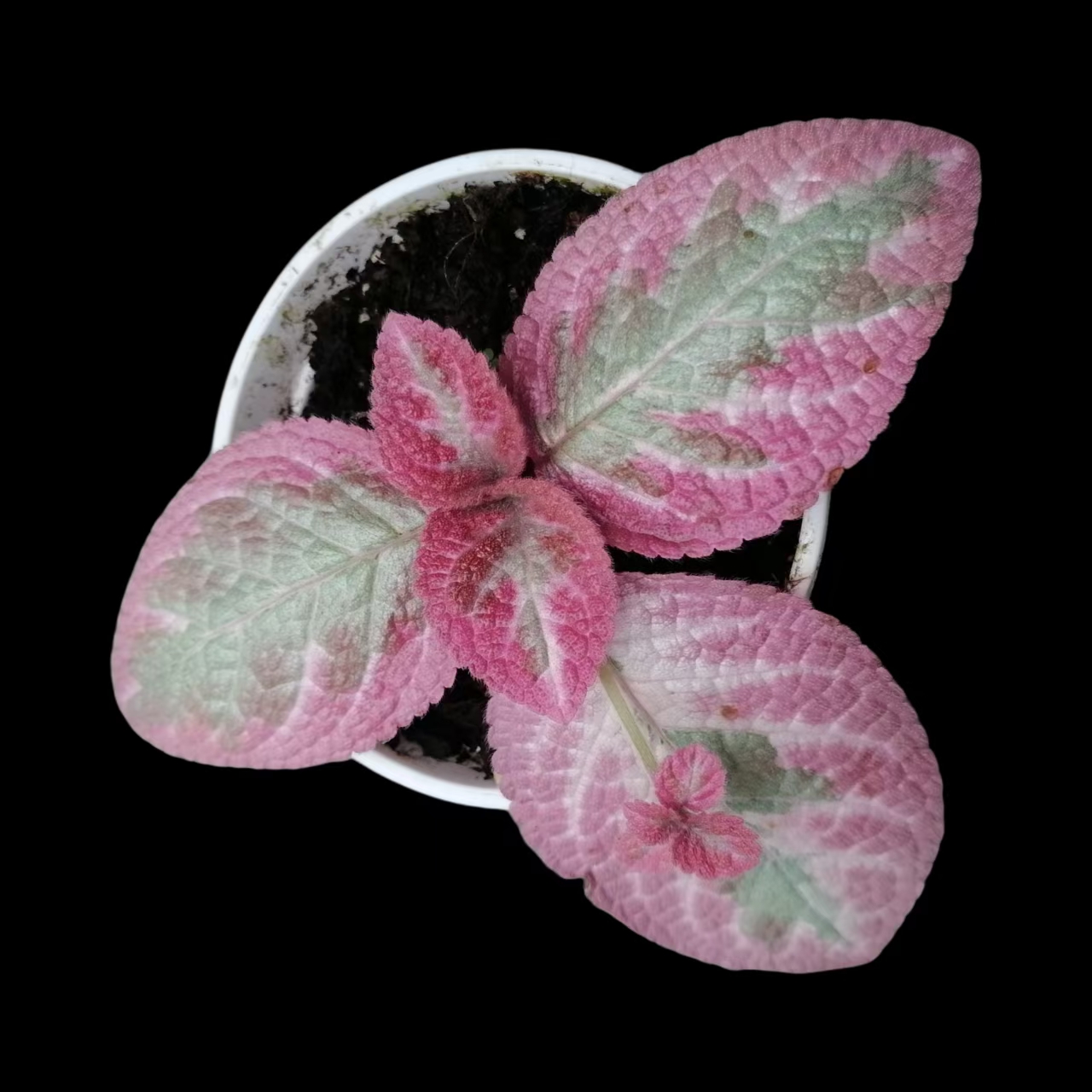 观叶喜荫花 耐阴耐热好养 室内阳台垂吊观叶植物植株不同锦化不同