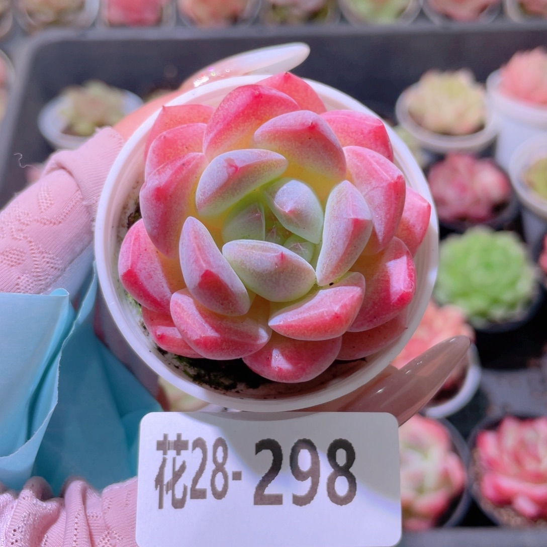 花利美28-298冰娃娃