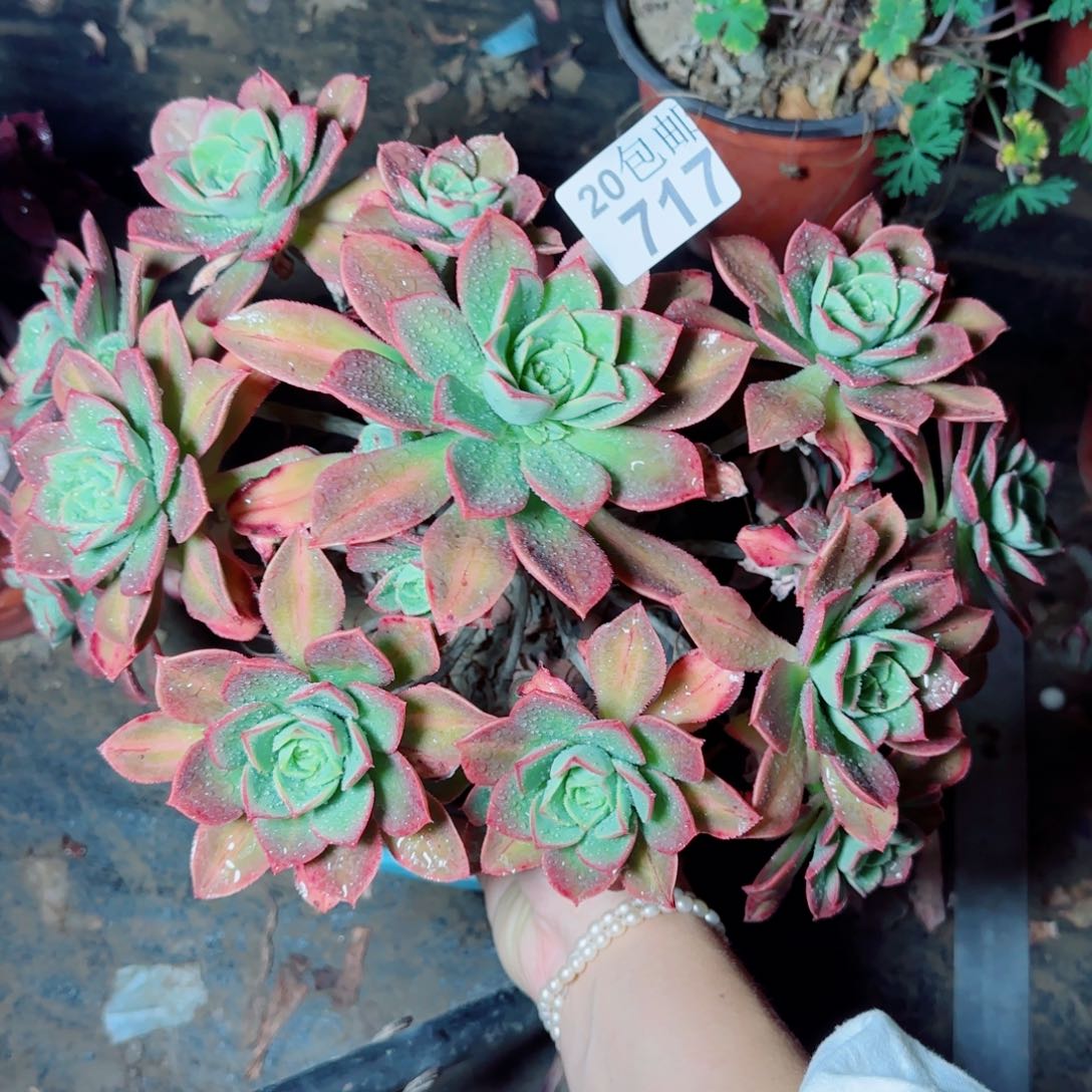 星灿多肉717满20包邮断枝不包